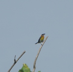 Spindalis portoricensis