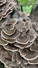 Trametes versicolor image