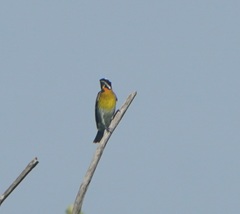 Spindalis portoricensis