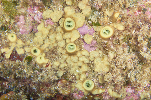 Green Boring Sponge, photo 9 of 10