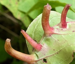 Craneiobia tuba
