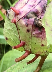 Craneiobia tuba