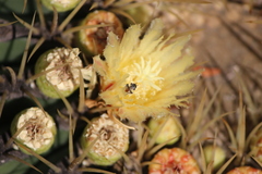 Macrotera