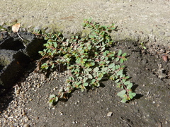 Euphorbia humifusa