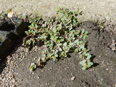 Euphorbia humifusa