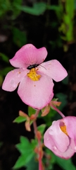 Begonia angustiloba