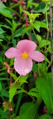 Begonia angustiloba