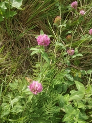 Trifolium pratense