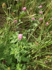 Trifolium pratense