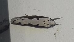 Ethmia bipunctella
