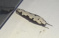 Ethmia bipunctella