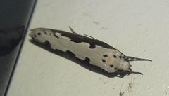 Ethmia bipunctella