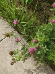 Trifolium pratense