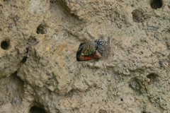 Parasesarma eumolpe
