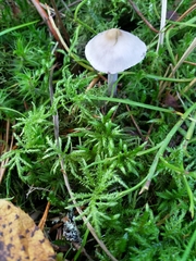 Inocybe lilacina