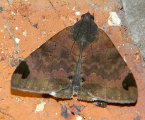 Lienard's Achaea