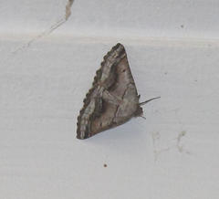 Drepanogynis insolens