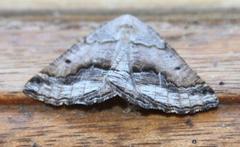 Drepanogynis insolens