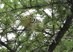 Setophaga castanea