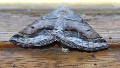 Drepanogynis insolens