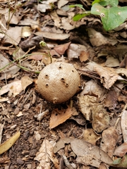 Myriostoma