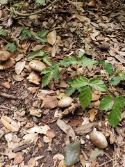 Myriostoma
