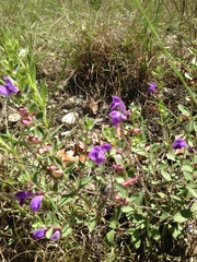 Scutellaria drummondii