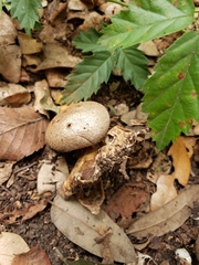 Myriostoma