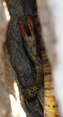 Pseudocordylus microlepidotus microlepidotus