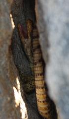 Pseudocordylus microlepidotus microlepidotus