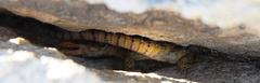Pseudocordylus microlepidotus microlepidotus