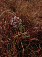 Asclepias adscendens