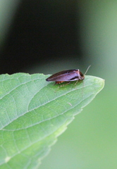Sorineuchora nigra