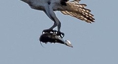 Ameiurus nebulosus