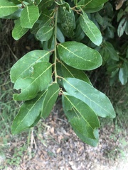 Laurus