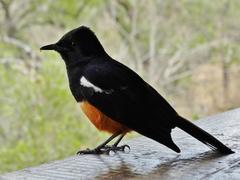 Thamnolaea cinnamomeiventris autochthones