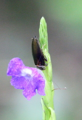 Sorineuchora nigra