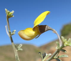 Lotononis dahlgrenii