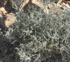 Lotononis dahlgrenii