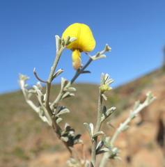 Lotononis dahlgrenii