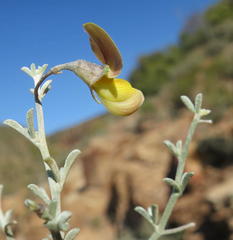 Lotononis dahlgrenii