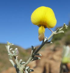 Lotononis dahlgrenii