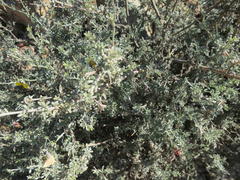 Lotononis dahlgrenii