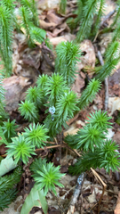 Huperzia lucidula image
