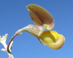 Lotononis dahlgrenii