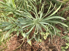 Euphorbia dendroides