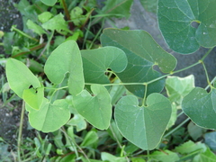 Aristolochia clematitis