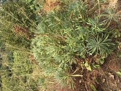 Euphorbia dendroides