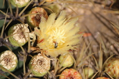 Macrotera