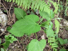 Vincetoxicum auriculatum